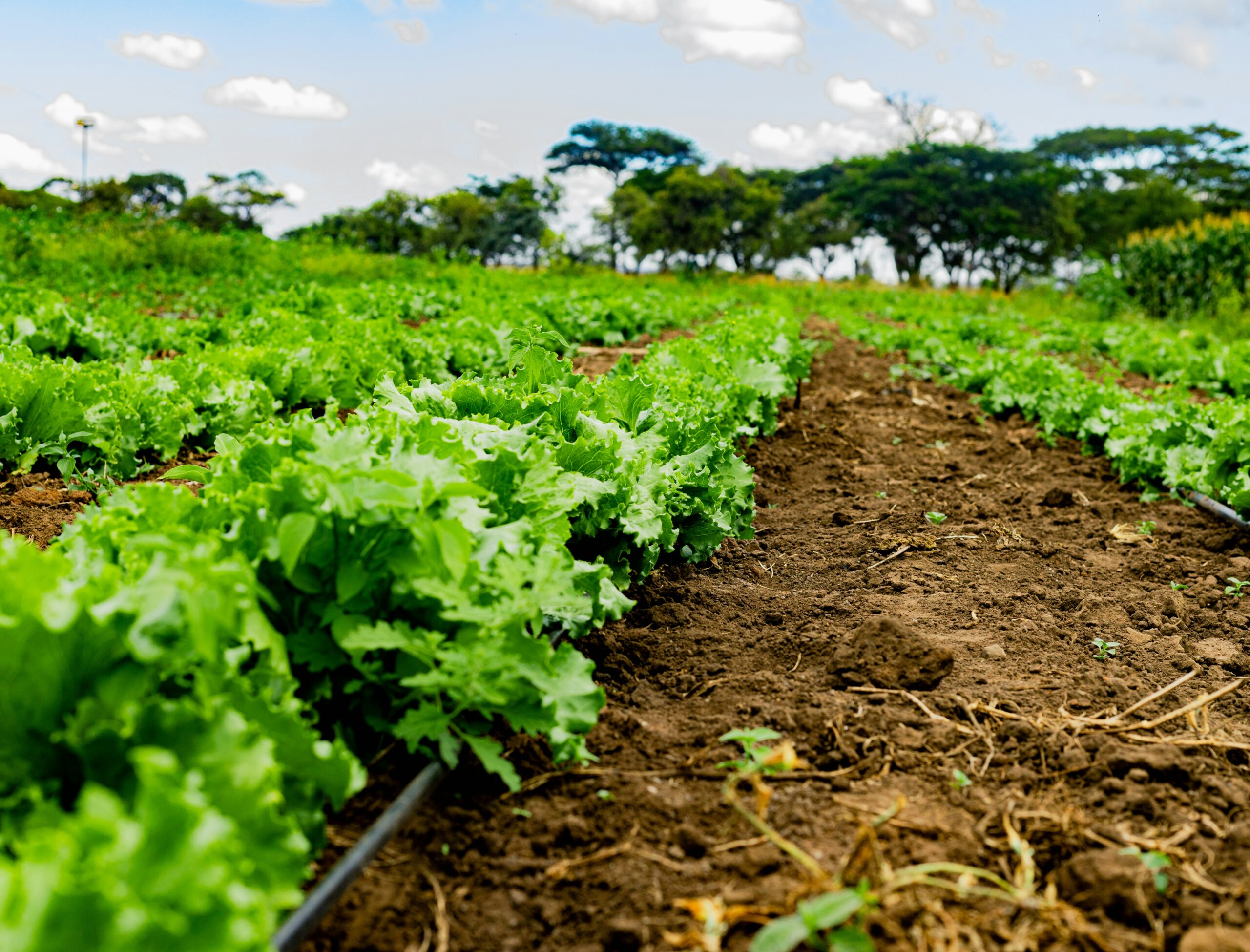 The Future of Digital Solutions for Sustainable Agriculture in Africa